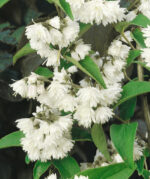 Deutzia scabra 'Plena' - Obrázek 2