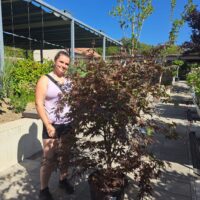 Acer palmatum 'Bloodgood' - Kontejner 35L, v. 100-120 cm, EXTRA, solitéra