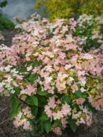 Hydrangea paniculata 'Petite Polestar'® - Obrázek 2