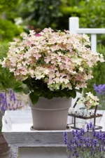Hydrangea paniculata 'Petite Polestar'®