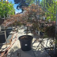 Acer palm. 'Garnet' - C55L 100-125 CM, EXTRA, solitéra