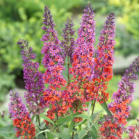Buddleja × weyeriana 'Flower Power'®