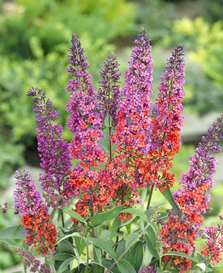Buddleja davidii 'Flower Power'®