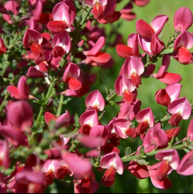 Cytisus praecox 'Dewy'