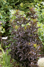 Sambucus nigra 'Black Tower'