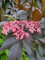 Sambucus nigra 'Black Tower' - Obrázek 3