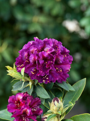 Rhododendron 'Black Pearl'®
