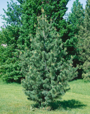Pinus flexilis 'Vanderwolf's Pyramid'