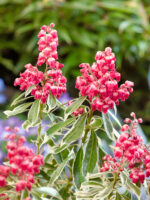 Pieris japonica 'Polar Passion'®