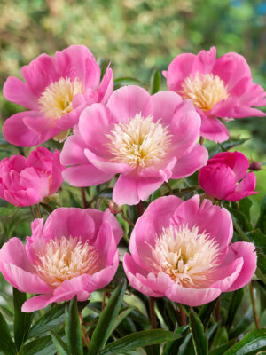 Paeonia lactiflora 'Wladyslava'
