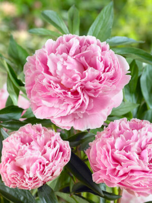 Paeonia lactiflora 'Sarah Berhnardt'