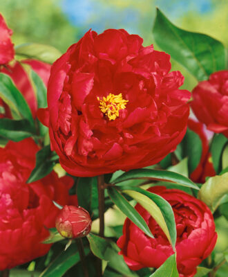Paeonia lactiflora 'Adolphe Rousseau'