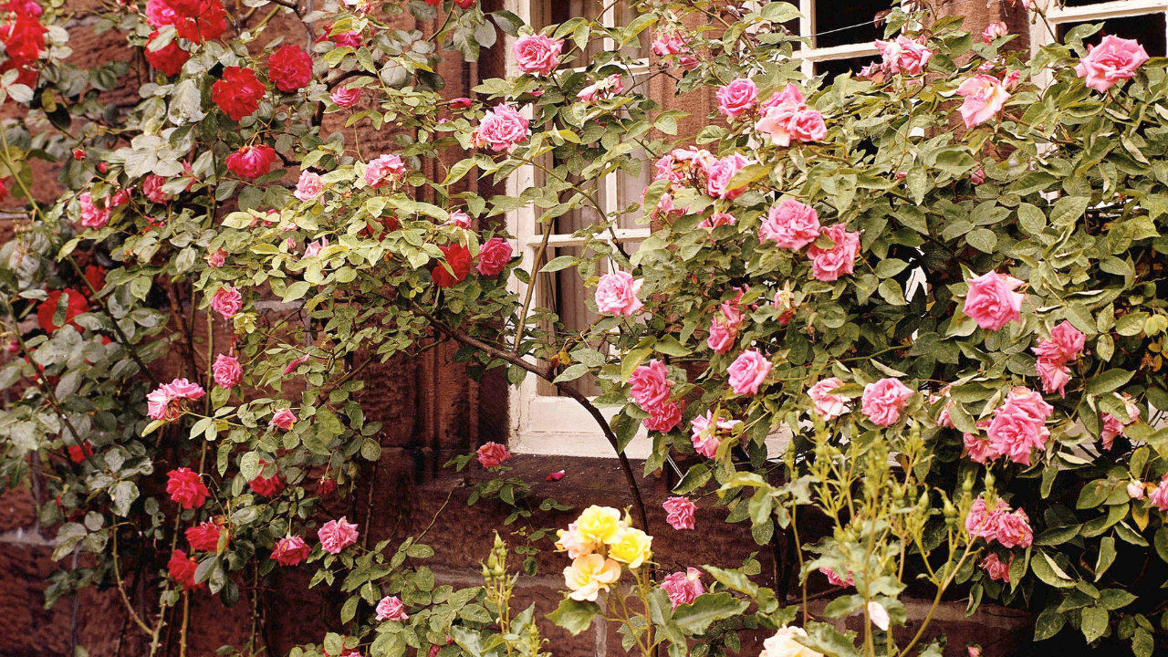 Keř s růžemi | Zcstrakovo.cz