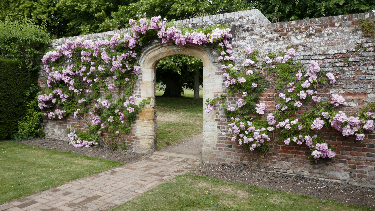 Pnoucí růže | Zcstrakovo.cz