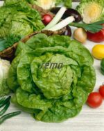 Semena Semo Salát k rychlení - Smaragd ´S´ skleníky,pař. 0,4g - Obrázek 2