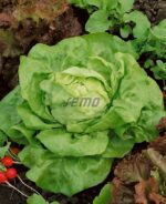 Semena Semo Salát Dětenická atrakce - letní pole 0,6g - Obrázek 2