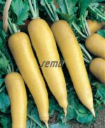 Semena Semo Ředkev Lutea žlutá, podlouhlá 5g - Obrázek 2