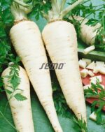 Semena Semo Petržel Jadran - kořenová 2,5g - Obrázek 2