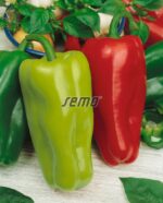 Semena Semo Paprika Rubinova - zel. sladká pole 0,5g - Obrázek 2