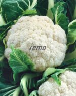 Semena Semo Květák Bora - jarní raný 0,5g - Obrázek 2