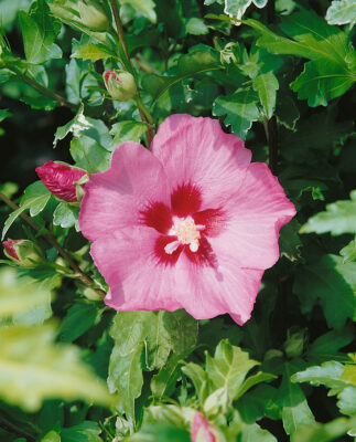 Hibiscus syriacus 'Aphrodite'