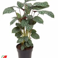 CALATHEA MIX - květináč pr. 19 cm, v. ca. 70 cm-Green Flag