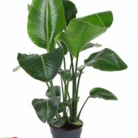 Strelitzia nicolai - květináč ⌀ 24 CM-výška ca. 100 CM