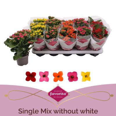 Kalanchoe,kolopejka-mix