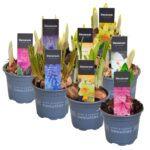 Cibuloviny Decorum-mix - P9-mix cibulovin Decorum