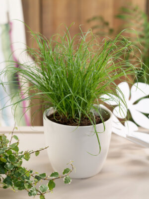 Cyperus alternifolius