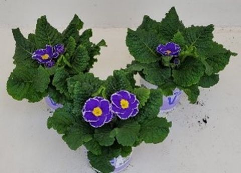 Primula vulgaris 'Sacarina Blue'