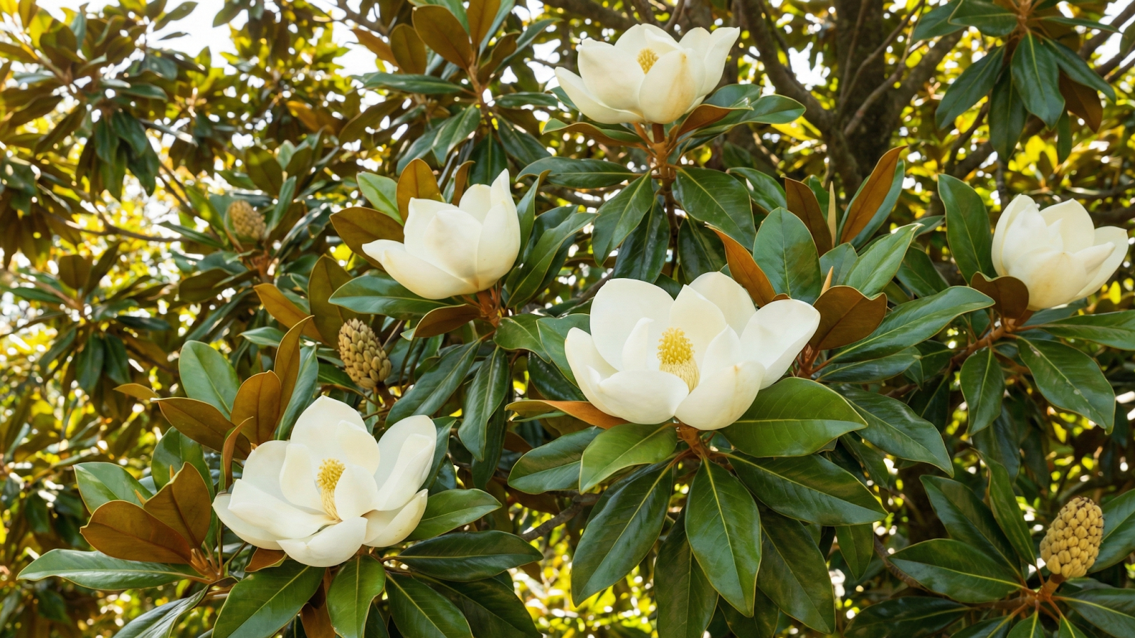 Magnolia Kobus | ZCstrakovo.cz