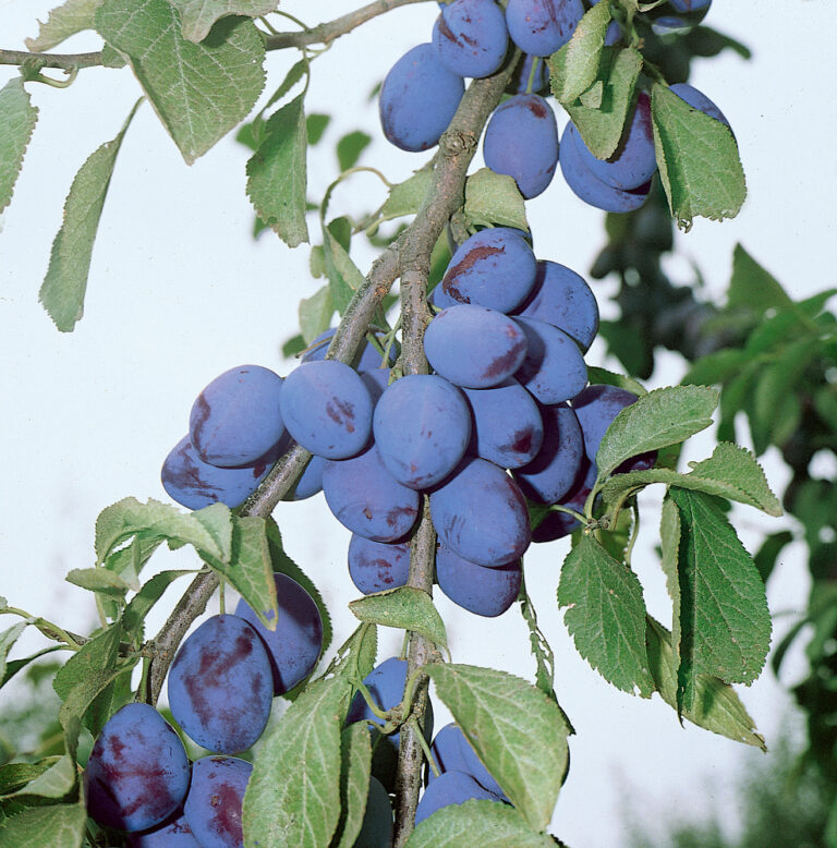 Slivoň 'Čačanská raná'