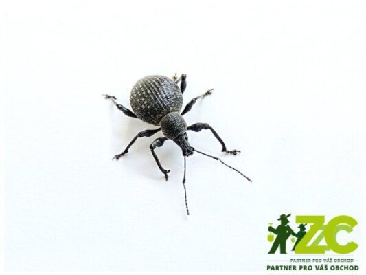 Parazitické hlístice proti dospělcům lalokonosců (2,5 mil.) - Nematop Brouk Free