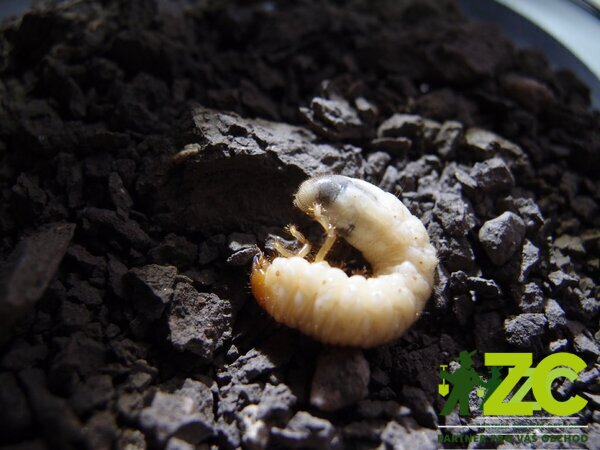 74455a5d-b8ba-4b84-89bc-65a045f8e7da Parazitické hlístice proti ponravám chroustů a chroustků (5 milionů) - NemaGreen - Obrázek 1