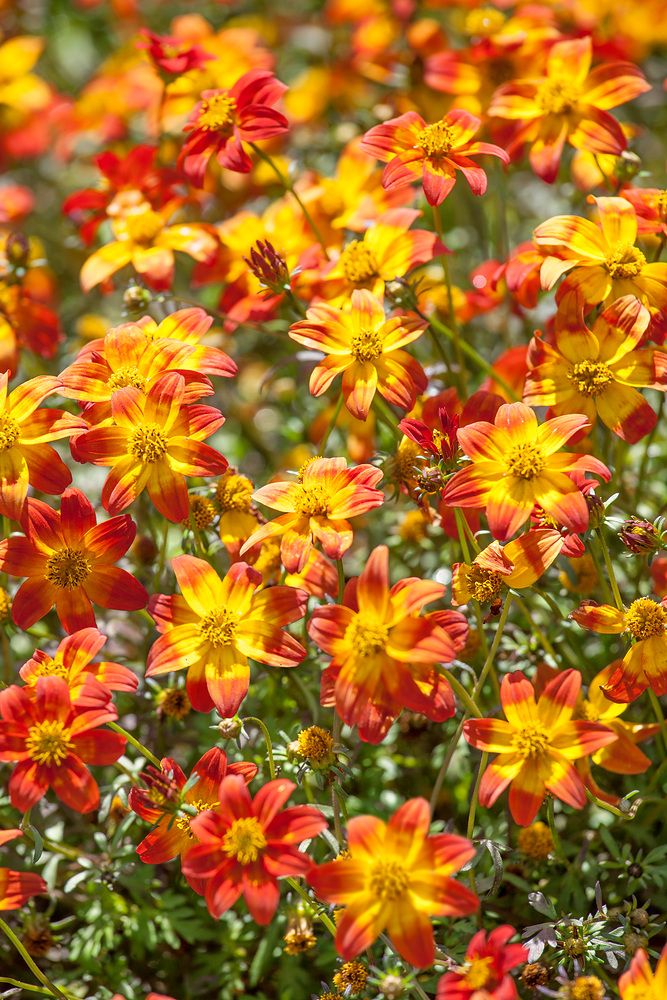 Bidens ferulifolia 'Bee Dance'