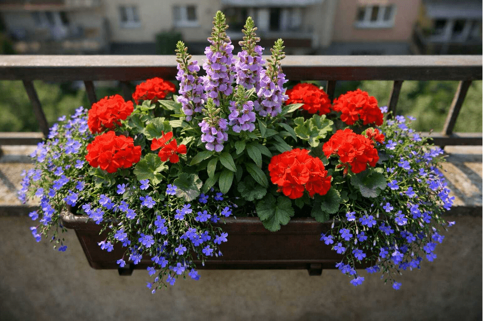 Rozkvetlé balkonovky na balkoně | Zcstrakovo.cz