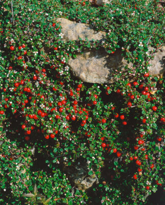Cotoneaster microphyllus 'Streibs Findling'