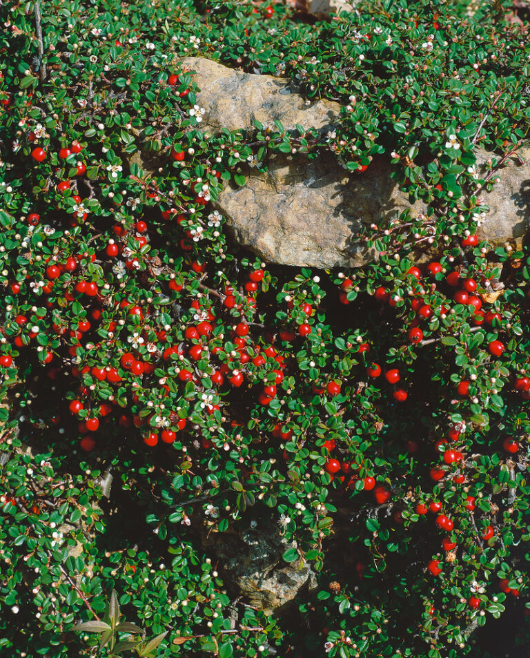 Cotoneaster microphyllus 'Streibs Findling'