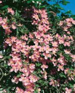 Clematis montana 'Rubens'