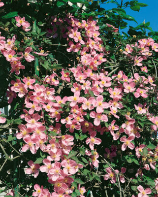 Clematis montana 'Rubens'