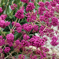 Callicarpa bodinieri 'Autumn Glory'