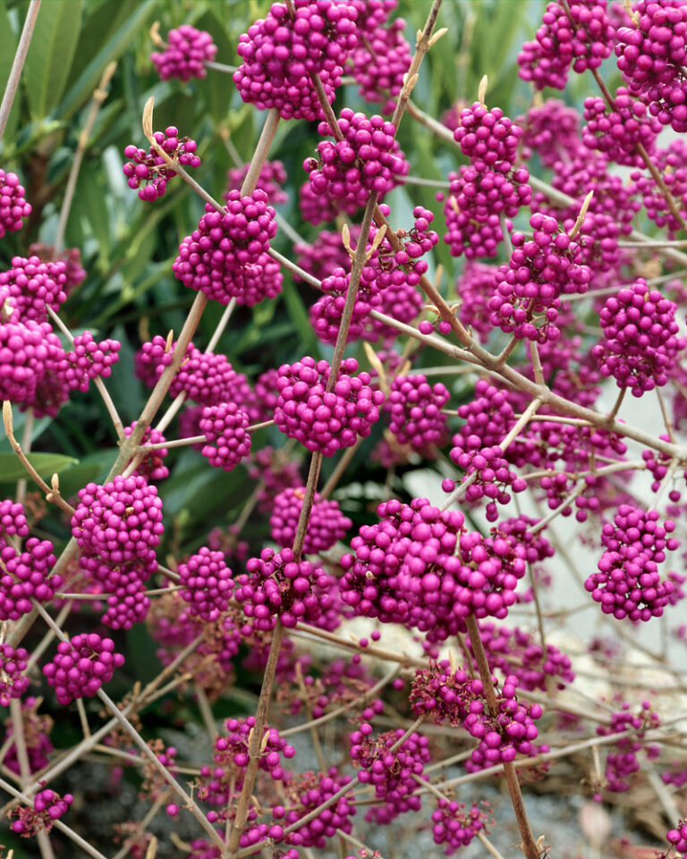 Callicarpa bodinieri 'Autumn Glory'