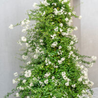 Solanum jasminoides - Kontejner pr. 17 cm-pyramida