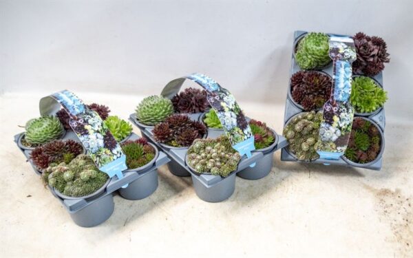 Sempervivum 6 PACK