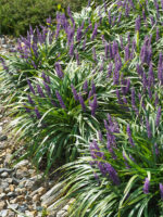 Liriope muscari 'Royal Purple' - Obrázek 2