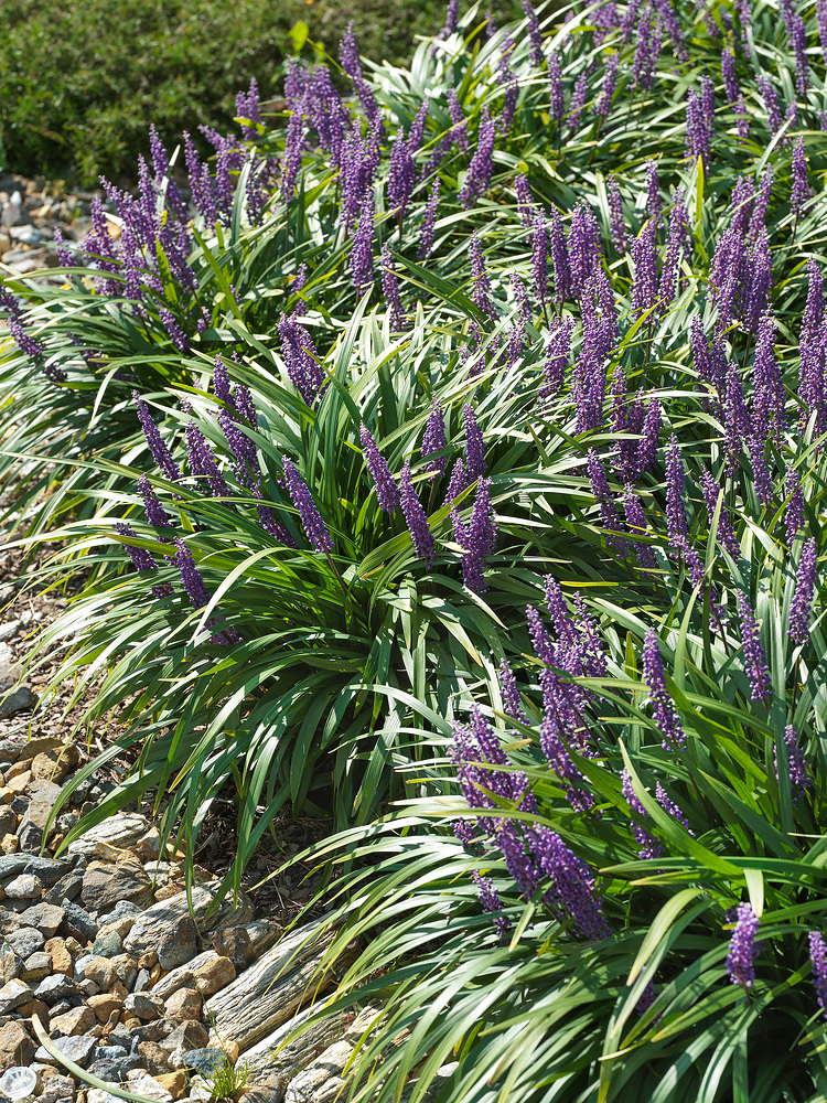 Liriope muscari 'Royal Purple'