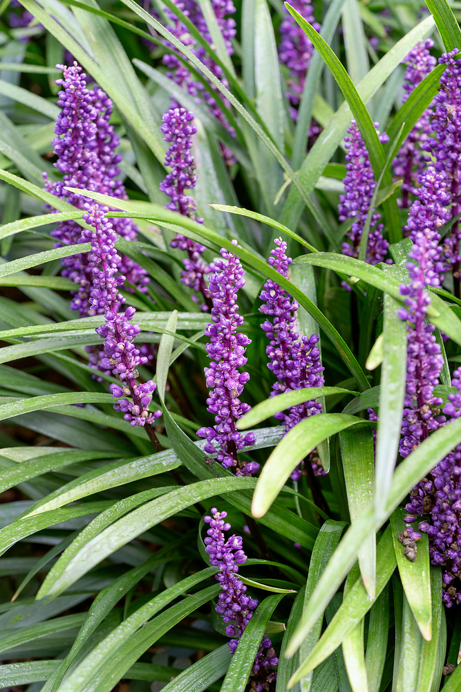 Liriope muscari 'Royal Purple'