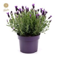 Lavandula stoechas 'Anouk'®
