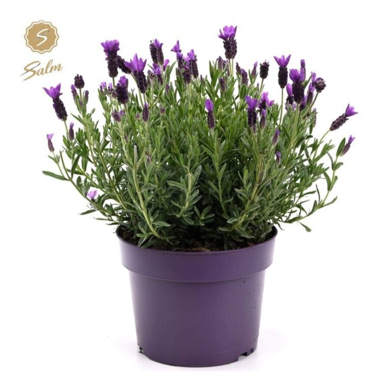 Lavandula stoechas 'Anouk'®